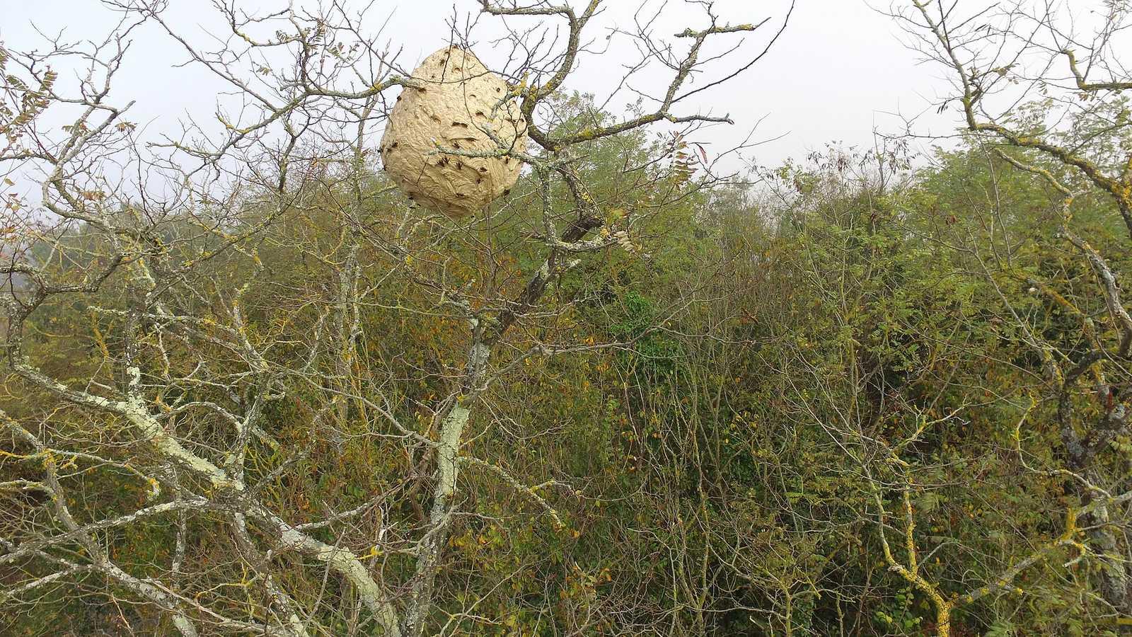 Nid de frelons asiatiques accroché dans un arbre, photographié en novembre 2020 en Occitanie